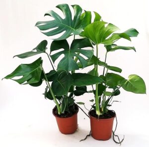 PHYLODENDRON PERTUSUM, MONSTERA DELICIOSA, 2 PIANTE, VASO 21CM DIAMETRO, altezza 80cm, piante vere