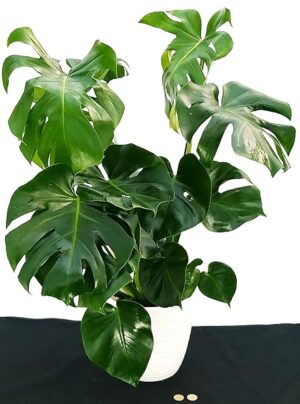 PHYLODENDRON PERTUSUM, MONSTERA DELICIOSA, IN VASO CERAMICA BIANCO A RIGHE, VASO 22CM, pianta vera