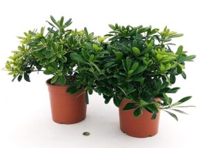 PITTOSFORO VERDE, 2 PIANTE, OFFERTA ULTIMI 4 PEZZI!!! Vaso 19cm, PITTOSFORMUM, piante vere
