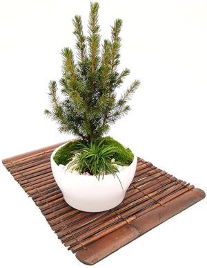 POWERS TO FLOWERS - ABETE BONSAI IN CIOTOLA CERAMICA BASSA, CON OPHIOPOGON, MUSCHIO E DECORAZIONI, CONIFERA BONSAI, CIPRESSO, piante vere