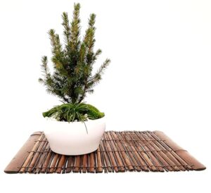 POWERS TO FLOWERS - ABETE BONSAI IN CIOTOLA CERAMICA BASSA, CON OPHIOPOGON, MUSCHIO E DECORAZIONI, CONIFERA BONSAI, CIPRESSO, CORREDATO CON STUOIA IN LEGNO, piante vere