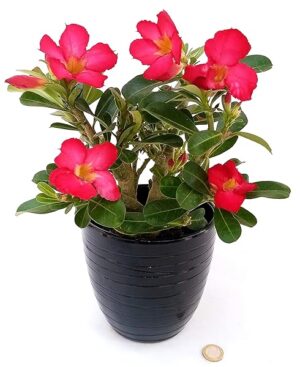 POWERS TO FLOWERS - ADENIUM OBESUM ROSSO, OFFERTA ULTIMI 20 PEZZI, pianta vera
