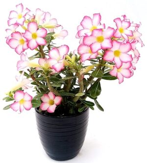 POWERS TO FLOWERS - ADENIUM OBESUM ROSA VASO 13CM, OFFERTA ULTIMI 20 PEZZI!! pianta vera