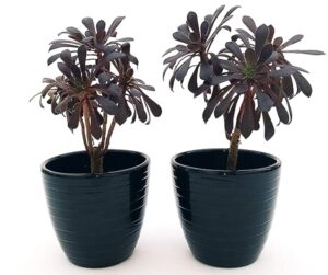 POWERS TO FLOWERS - AEONIUM ARBOREUM NIGRUM IN VASO CERAMICA NERO A RIGHE, 2 PIANTE, Piante Vere