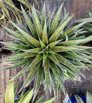 POWERS TO FLOWERS - AGAVE, MANGAVE XXL PINEAPPLE EXPRESS, vaso 18cm diametro, Pianta Vera