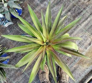 POWERS TO FLOWERS - AGAVE, MANGAVE XXL RED WING, vaso 18cm diametro, Pianta Vera