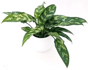 POWERS TO FLOWERS - AGLAONEMA EMERALD BEAUTY IN VASO CERAMICA BIANCO SFERICO, VASO 14CM, pianta vera