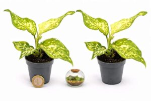 POWERS TO FLOWERS - AGLAONEMA GREEN PRINCESS MINI IDEALE PER TERRARIUM, 2 PIANTE, VASO 5,5cm, piante vere