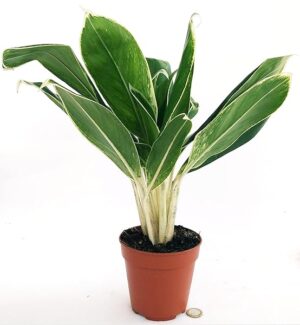 POWERS TO FLOWERS - AGLAONEMA GREEN STAR, VASO 15CM, pianta vera