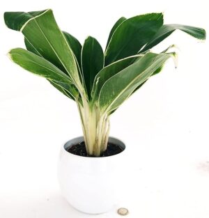 POWERS TO FLOWERS - AGLAONEMA GREEN STAR, VASO CERAMICA BIANCO SFERICO, pianta vera