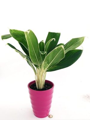 POWERS TO FLOWERS - AGLAONEMA GREEN STAR, VASO CERAMICA FUCSIA, pianta vera