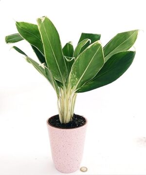 POWERS TO FLOWERS - AGLAONEMA GREEN STAR, VASO CERAMICA ROSA ANTICO, pianta vera