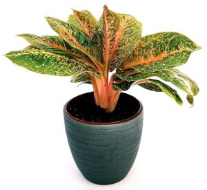 POWERS TO FLOWERS - AGLAONEMA HUGES IN VASO CERAMICA ANTRACITE A RIGHE, vaso 18cm, pianta vera