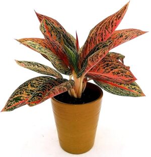 POWERS TO FLOWERS - AGLAONEMA LEGACY, IN VASO CERAMICA ORO, pianta vera