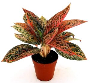 POWERS TO FLOWERS - AGLAONEMA LEGACY, VASO 14cm, pianta vera