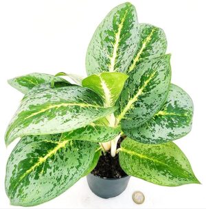 POWERS TO FLOWERS - AGLAONEMA MILKY WAY, VASO 12CM DIAMETRO, pianta vera