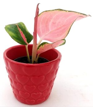 POWERS TO FLOWERS - AGLAONEMA NEW MINI, IN VASO CERAMICA CUORI, pianta vera