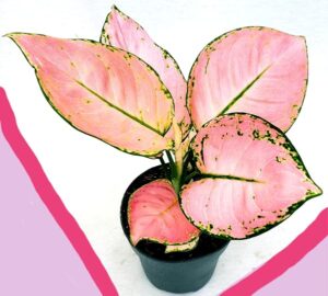 POWERS TO FLOWERS - AGLAONEMA PINK STAR, VASO 13cm, pianta vera