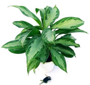 POWERS TO FLOWERS - AGLAONEMA SILVER BAY, pianta vera