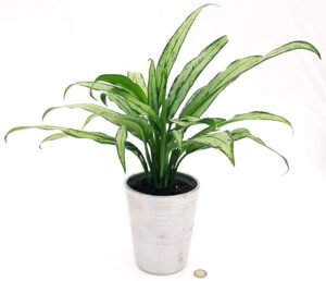POWERS TO FLOWERS - AGLAONEMA WHITE LANCE IN VASO CERAMICA ARGENTO, VASO 14CM, pianta vera