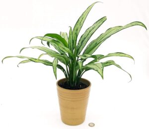 POWERS TO FLOWERS - AGLAONEMA WHITE LANCE IN VASO CERAMICA ORO, VASO 14CM, pianta vera