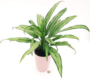 POWERS TO FLOWERS - AGLAONEMA WHITE LANCE IN VASO CERAMICA ROSA ANTICO, VASO 14CM, pianta vera