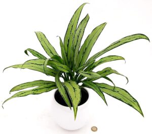 POWERS TO FLOWERS - AGLAONEMA WHITE LANCE IN VASO CERAMICA SFERICO BIANCO, VASO 14CM, pianta vera