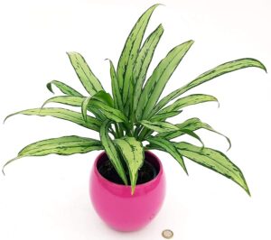 POWERS TO FLOWERS - AGLAONEMA WHITE LANCE IN VASO CERAMICA SFERICO LILLA, VASO 14CM, pianta vera
