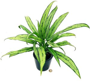 POWERS TO FLOWERS - AGLAONEMA WHITE LANCE, VASO 13CM, pianta vera