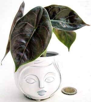 POWERS TO FLOWERS - ALOCASIA ARLANII MINI, VASO 5,5CM DIAMETRO, IN VASO CERAMICA SIGNORINA, ORECCHIE D'ELEFANTE, pianta vera