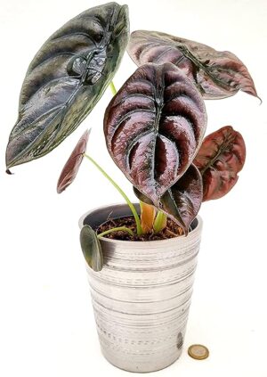 POWERS TO FLOWERS - ALOCASIA CUPREA RED SECRET, IN VASO CERAMICA ARGENTO 13CM DIAMETRO ORECCHIE D'ELEFANTE, pianta vera