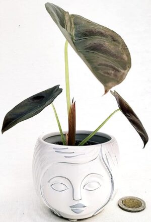 POWERS TO FLOWERS - ALOCASIA CUPREA RED SECRET MINI, IN VASO CERAMICA SIGNORINA, VASO 5,5CM DIAMETRO, ORECCHIE D'ELEFANTE, pianta vera