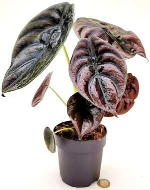 POWERS TO FLOWERS - ALOCASIA CUPREA RED SECRET, VASO 12CM DIAMETRO ORECCHIE D'ELEFANTE, pianta vera