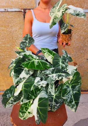 POWERS TO FLOWERS - ALOCASIA FRYDEK VARIEGATA, VASO 12CM DIAMETRO ORECCHIE D'ELEFANTE, pianta vera