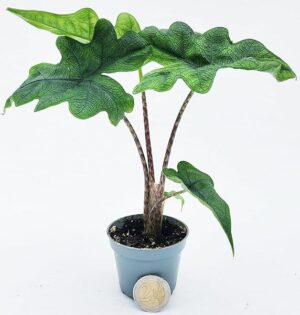 POWERS TO FLOWERS - ALOCASIA JACKLYN MINI IDEALE PER TERRARIUM, VASO 5,5CM DIAMETRO, ORECCHIE D'ELEFANTE, pianta vera