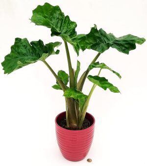 POWERS TO FLOWERS - ALOCASIA MACRORRHIZA, ORECCHIE D'ELEFANTE, IN VASO CERAMICA ROSA ANTICO, VASO 18CM DIAMETRO, ORECCHIE D'ELEFANTE, pianta vera