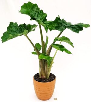 POWERS TO FLOWERS - ALOCASIA MACRORRHIZA, ORECCHIE D'ELEFANTE, IN VASO CERAMICA RUSTICO, VASO 18CM DIAMETRO, ORECCHIE D'ELEFANTE, pianta vera