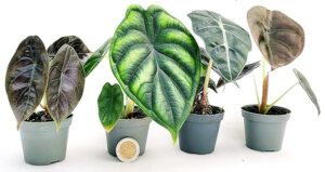 POWERS TO FLOWERS - ALOCASIA NEBULA DRAGON, ARLANII, POLLY, CUPREA RED SECRET MINI IDEALI PER TERRARIUM, VASO 5,5CM DIAMETRO, ORECCHIE D'ELEFANTE, piante vere