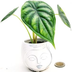 POWERS TO FLOWERS - ALOCASIA NEBULA DRAGON MINI, IN VASO CERAMICA SIGNORINA, VASO 5,5CM DIAMETRO, ORECCHIE D'ELEFANTE, pianta vera