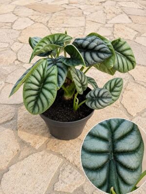 POWERS TO FLOWERS - ALOCASIA NEBULA DRAGON SCALE, Ciotola 17CM, OFFERTA ULTIMI 15 PEZZI!!! pianta vera