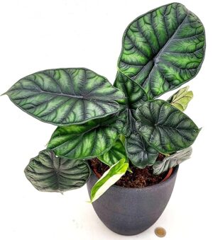 POWERS TO FLOWERS - ALOCASIA NEBULA DRAGON SCALE, IN VASO CERAMICA ANTRACITE 17CM DIAMETRO, ORECCHIE D'ELEFANTE, pianta vera