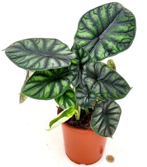 POWERS TO FLOWERS - ALOCASIA NEBULA DRAGON SCALE, VASO 17CM DIAMETRO, ORECCHIE D'ELEFANTE, pianta vera