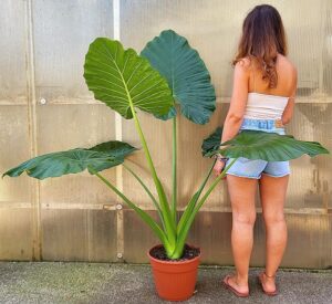 POWERS TO FLOWERS - ALOCASIA, ORECCHIE D'ELEFANTE, VASO 24CM DIAMETRO, ORECCHIE D'ELEFANTE, pianta vera