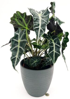POWERS TO FLOWERS - ALOCASIA POLLY IN VASO CERAMICA ANTRACITE, VASO 20CM, pianta vera