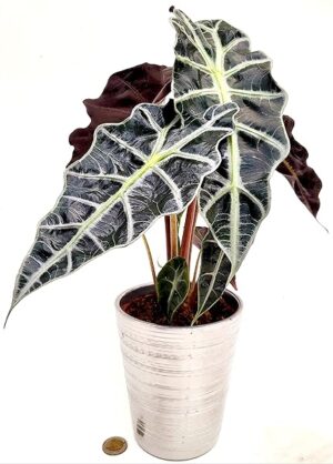 POWERS TO FLOWERS - ALOCASIA POLLY IN VASO CERAMICA ARGENTO, VASO 12CM diametro, pianta vera