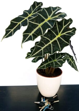 POWERS TO FLOWERS - ALOCASIA POLLY IN VASO CERAMICA BIANCA, VASO 20CM, pianta vera