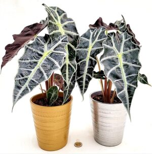 POWERS TO FLOWERS - ALOCASIA POLLY IN VASO CERAMICA ORO e ARGENTO, VASO 12CM diametro, piante vere