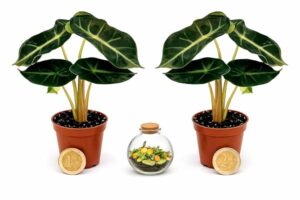 POWERS TO FLOWERS - ALOCASIA POLLY MINI IDEALE PER TERRARIUM, 2 PIANTE, VASO 5,5 CM DIAETRO, piante vere