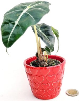 POWERS TO FLOWERS - ALOCASIA POLLY MINI, VASO 5,5CM DIAMETRO, IN VASO CERAMICA CUORI, ORECCHIE D'ELEFANTE, pianta vera