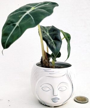 POWERS TO FLOWERS - ALOCASIA POLLY MINI, VASO 5,5CM DIAMETRO, IN VASO CERAMICA SIGNORINO, ORECCHIE D'ELEFANTE, pianta vera